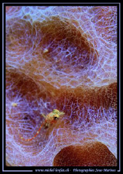 A Pigmy Gobie on a Sponge... in Bonaire. Que du Bonheur..... by Michel Lonfat 